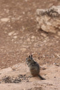 High angle view of squirrel sitting on land