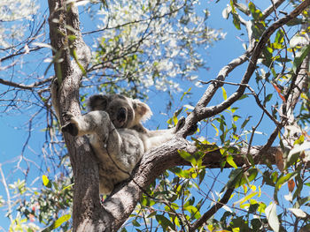 Low angle view of a tree