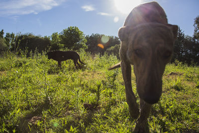 Horses in a field