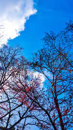 Low angle view of bare tree against blue sky