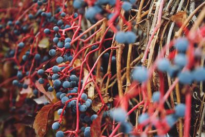 Close-up of fruits growing on plants at farm