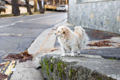 Dog looking away on street