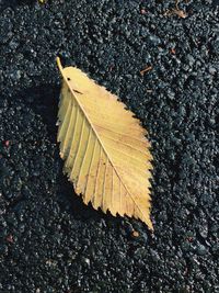 Directly above shot of autumn leaf