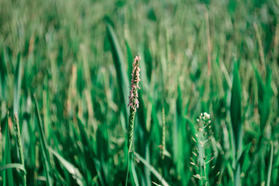 Close-up of fresh green plants on field