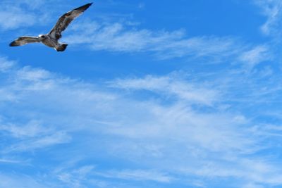 Low angle view of bird flying in sky