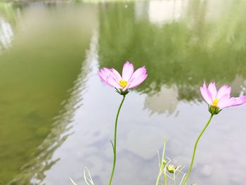 Close-up of pink water lily in lake