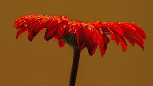 Close-up of wet gerbera daisy against golden background