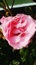 Close-up of pink rose