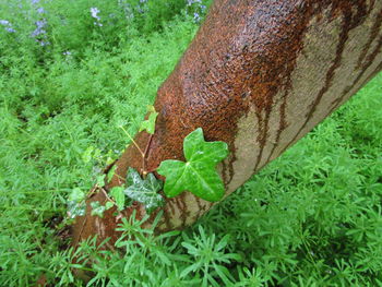 Close-up of leaf on tree trunk