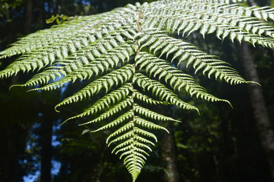 Close-up of fern leaves