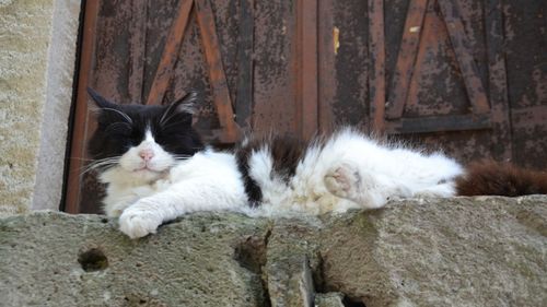 Portrait of cat lying down