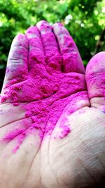 Close-up of pink flower