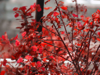 Close-up of red berries on tree