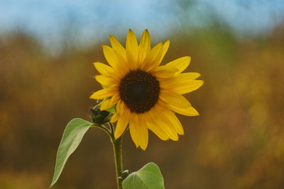 Close-up of yellow sunflower