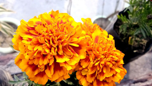 Close-up of yellow marigold flowers