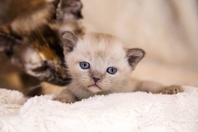 Close-up portrait of kitten