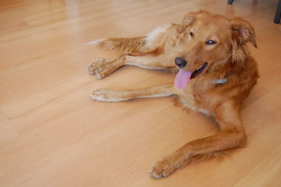 Close-up of dog relaxing on hardwood floor