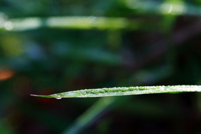 Close up of dew drops on grass blade