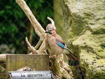 View of bird perching on tree trunk