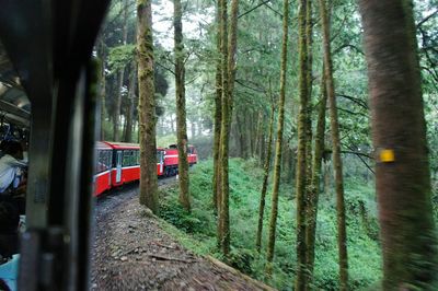Train by trees in forest
