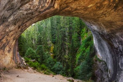 Tree seen through rock in forest