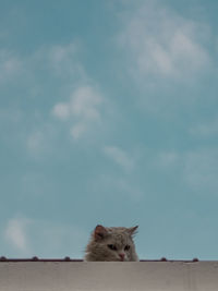 Cat and blue sky