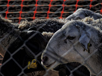 Close-up of sheep in pen