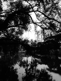 Low angle view of silhouette trees in forest against sky