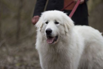 Close-up portrait of white dog