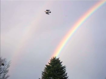 rainbow