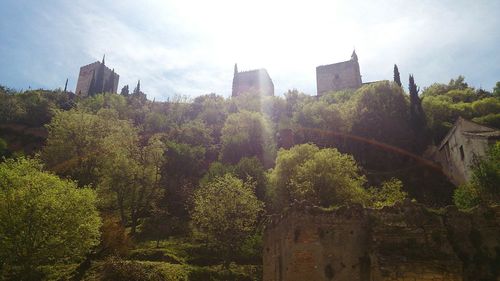 View of trees with buildings in background