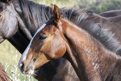 Close-up of a horse