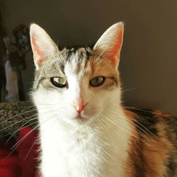 Close-up portrait of cat