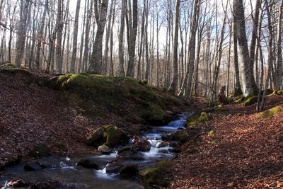 Scenic view of waterfall in forest against sky