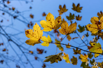 Close-up of yellow leaves on plant against sky