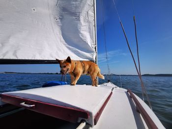 Dog on boat in sea against sky