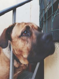 Close-up of dog looking away