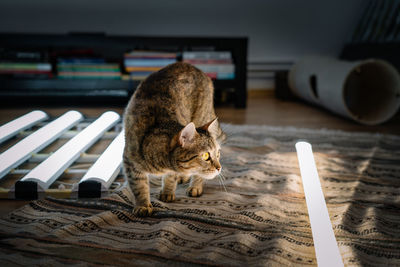 Cat on floor by illuminated lamp at home