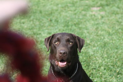 Close-up portrait of a dog