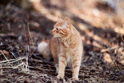 Portrait of cat on field