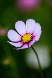 Close-up of white daisy flowers