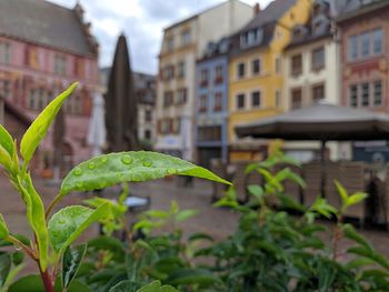 Close-up of plant against buildings