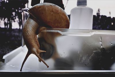 Close-up of snail on container