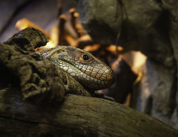 Close-up of lizard