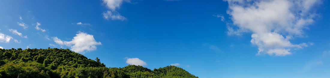 Low angle view of trees against blue sky