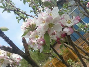 Low angle view of flowers