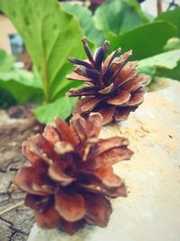 Close-up of wilted plant on table