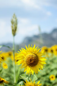 Close-up of yellow flowering plant on field