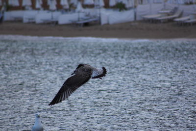 Seagulls over sea against beach