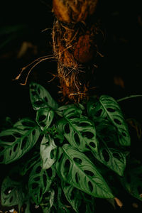 Close-up of fresh green plant